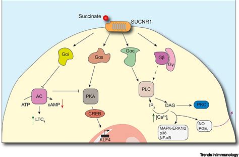 A succinate/SUCNR1.